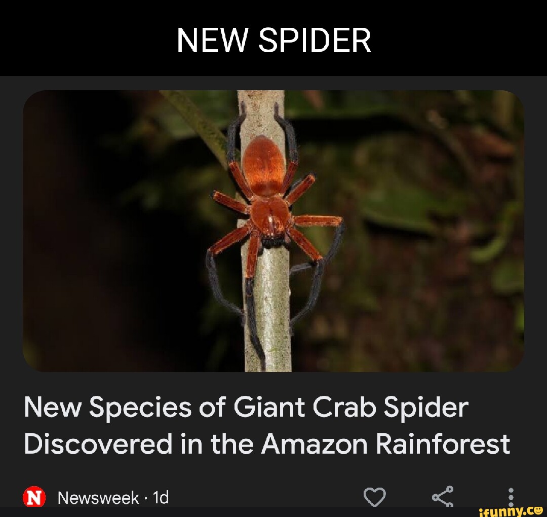 NEW SPIDER New Species of Giant Crab Spider Discovered in the Amazon ...