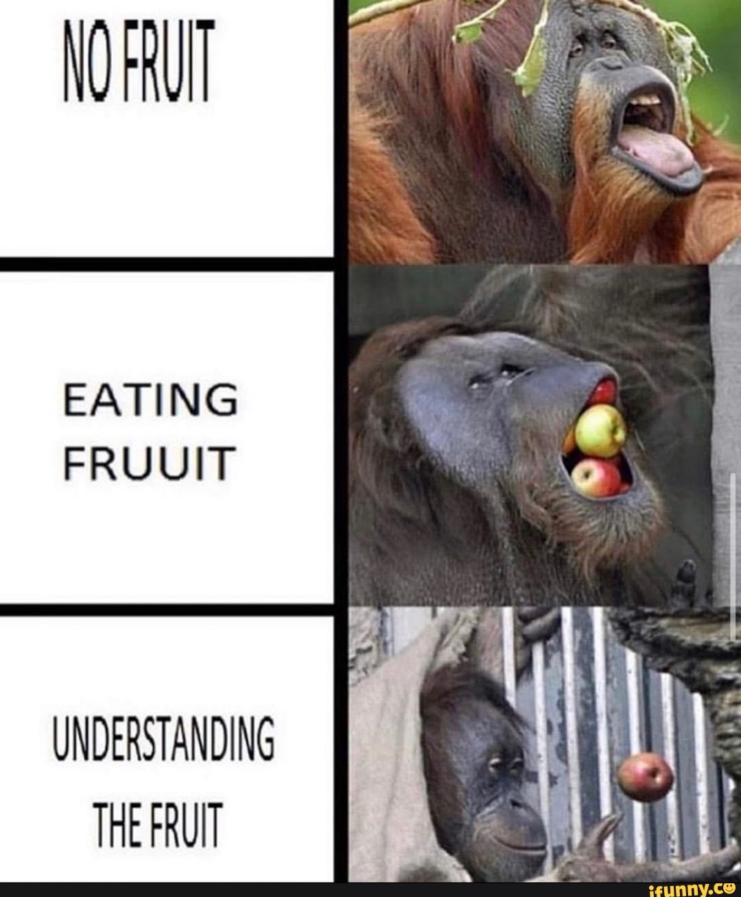 EATING FRUUIT
UNDERSTANDING