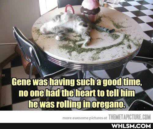SS
"As ee.
Gene sugiva good time, no one had the heart to tell
he was rolling NN