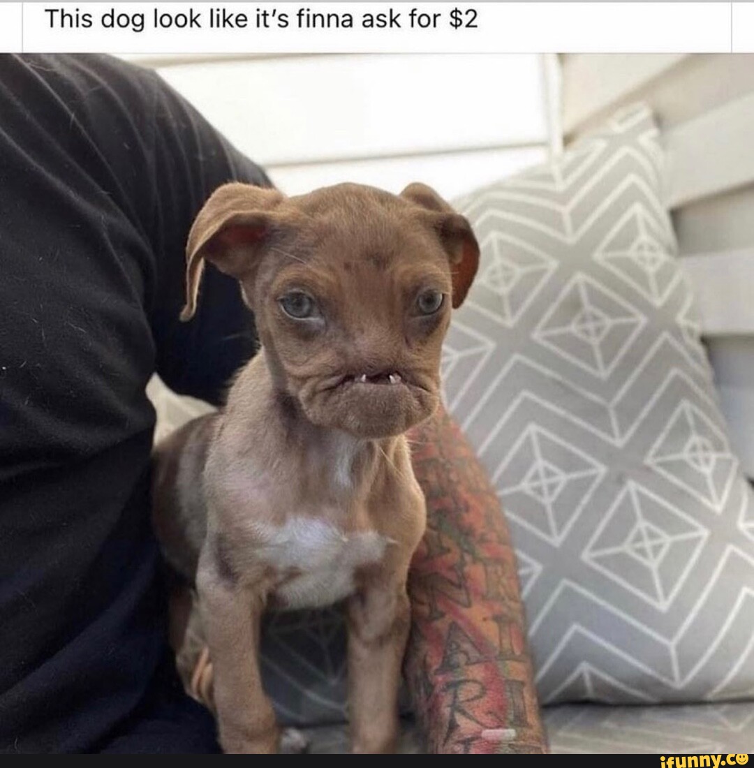 This dog look like it's finna ask for 2 iFunny