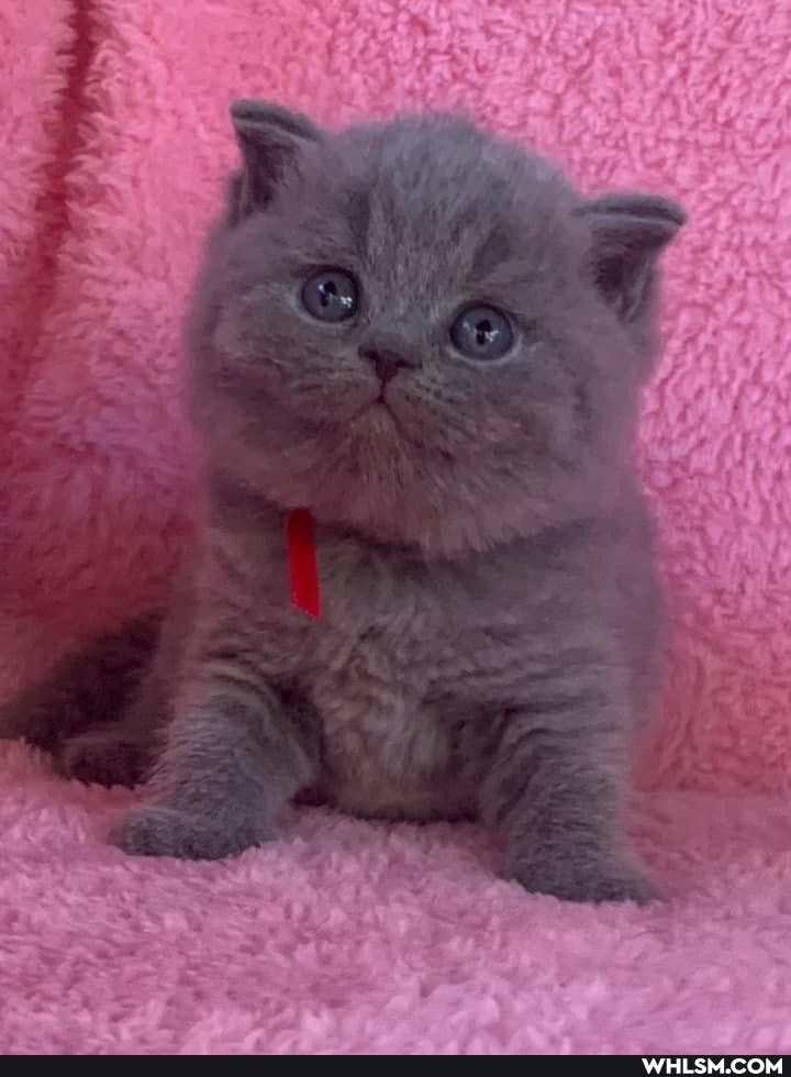 cats, kittens, caturday