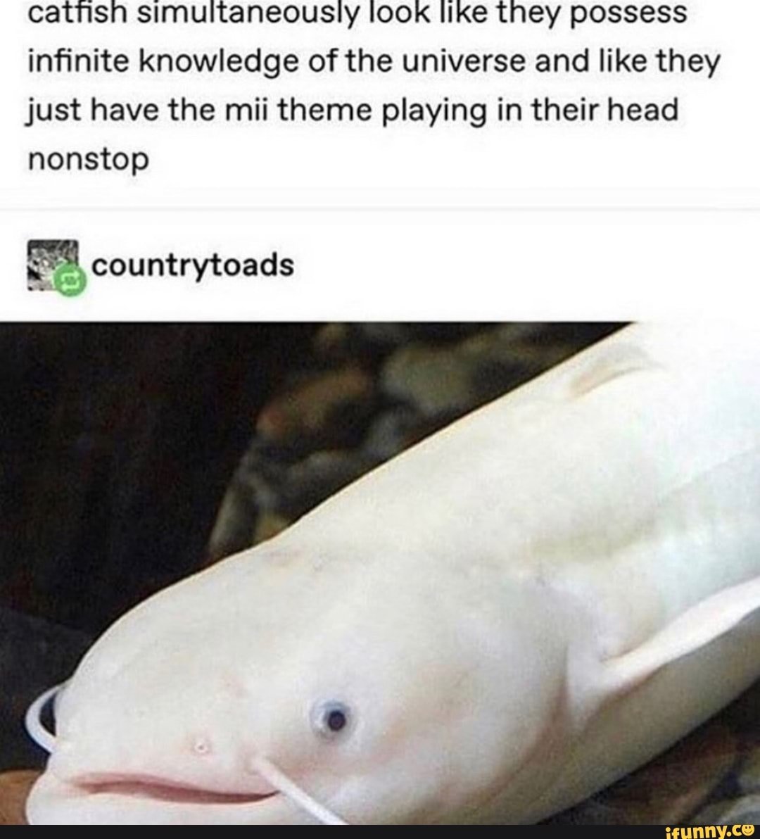 catfish simultaneously look like they possess
infinite knowledge of the universe and like they
just have the mii theme playing in their head
nonstop
EM countrytoads