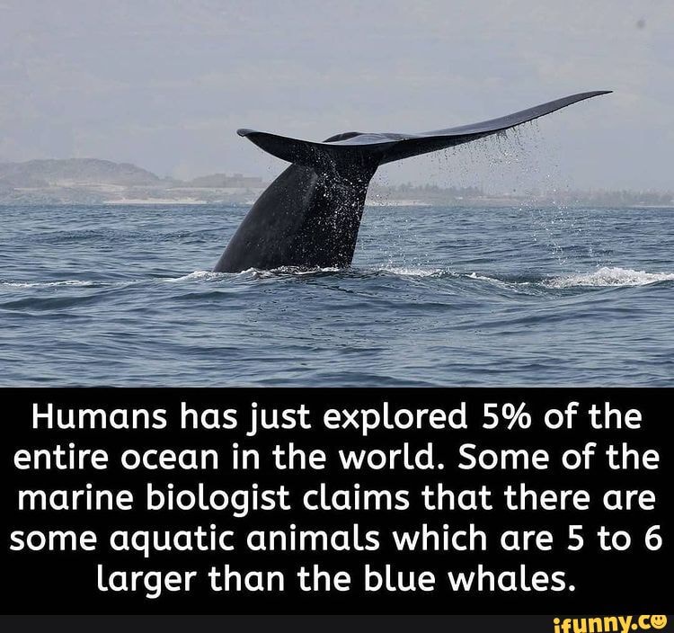 Humans has just explored 5% of the entire ocean in the world. Some of the Humans has just explored 5% of the entire ocean in the world. Some of the