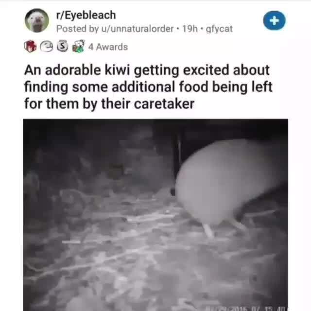 Q R Eyebleach O Posted By U Unnaturalorder Gfycat 6 A 15 We 4 Awards An Adorable Kiwi Getting Excited About Finding Some Additional Food Being Left For Them By Their Caretaker