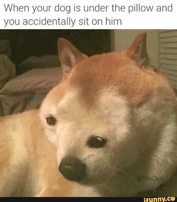 When Your Dog Is Under The Pillow And You Accidentally Sit On Him