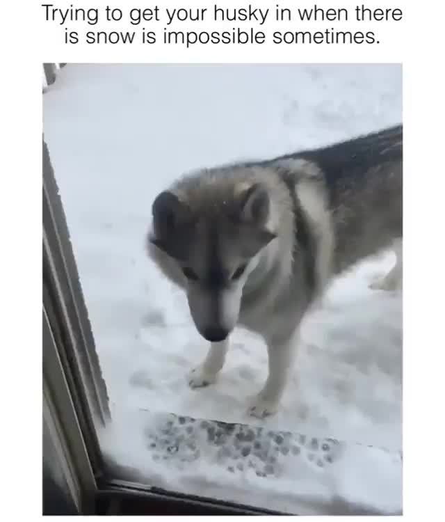 Trying To Get Your Husky In When There Is Snow Is Impossible Sometimes V