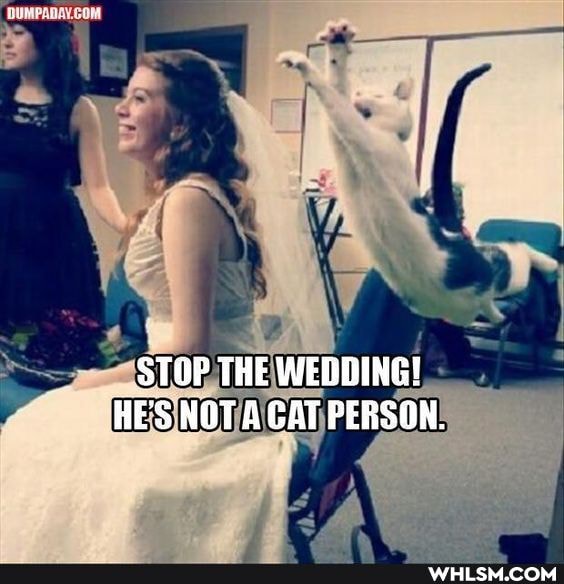 _ STOP THE WEDDING!
HE'S NOT A CAT PERSON.