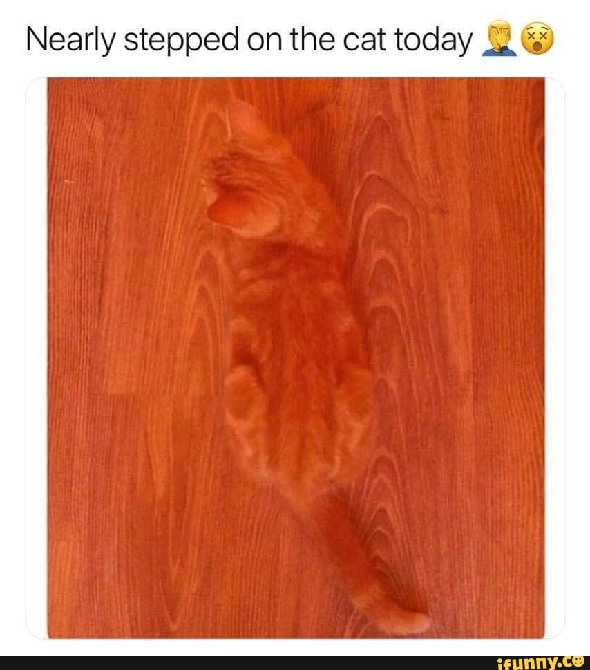 Nearly stepped on the cat today 22