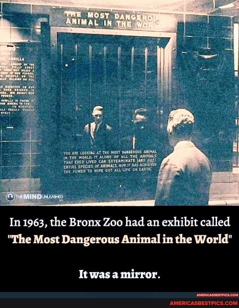 In 1963, the Bronx Zoo had an exhibit called "The Most Dangerous Animal