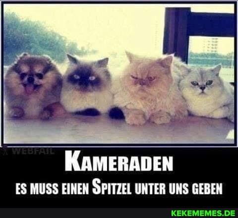 KAMERADEN ES MUSS EINEN SPITZEL UNTER UNS GEBEN