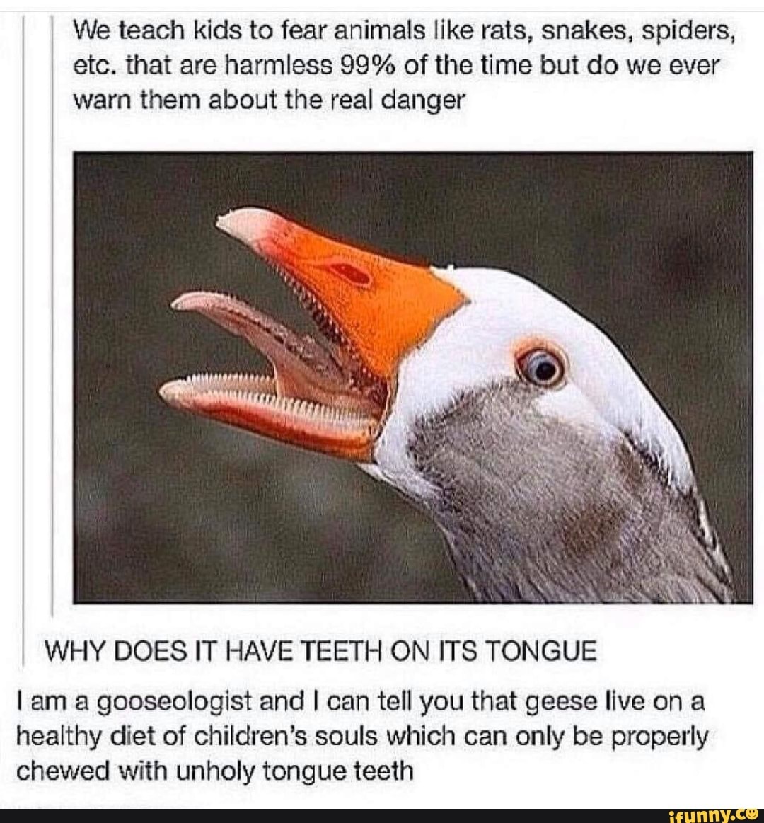 We teach kids to fear animals like rats, snakes, spiders,
etc. that are harmless 99% of the time but do we ever
warn them about the real danger
I WHY DOES IT HAVE TEETH ON ITS TONGUE
I am a gooseologist and I can tell you that geese live ona
healthy diet of children's souls which can only be properly
chewed with unholy tongue teeth
