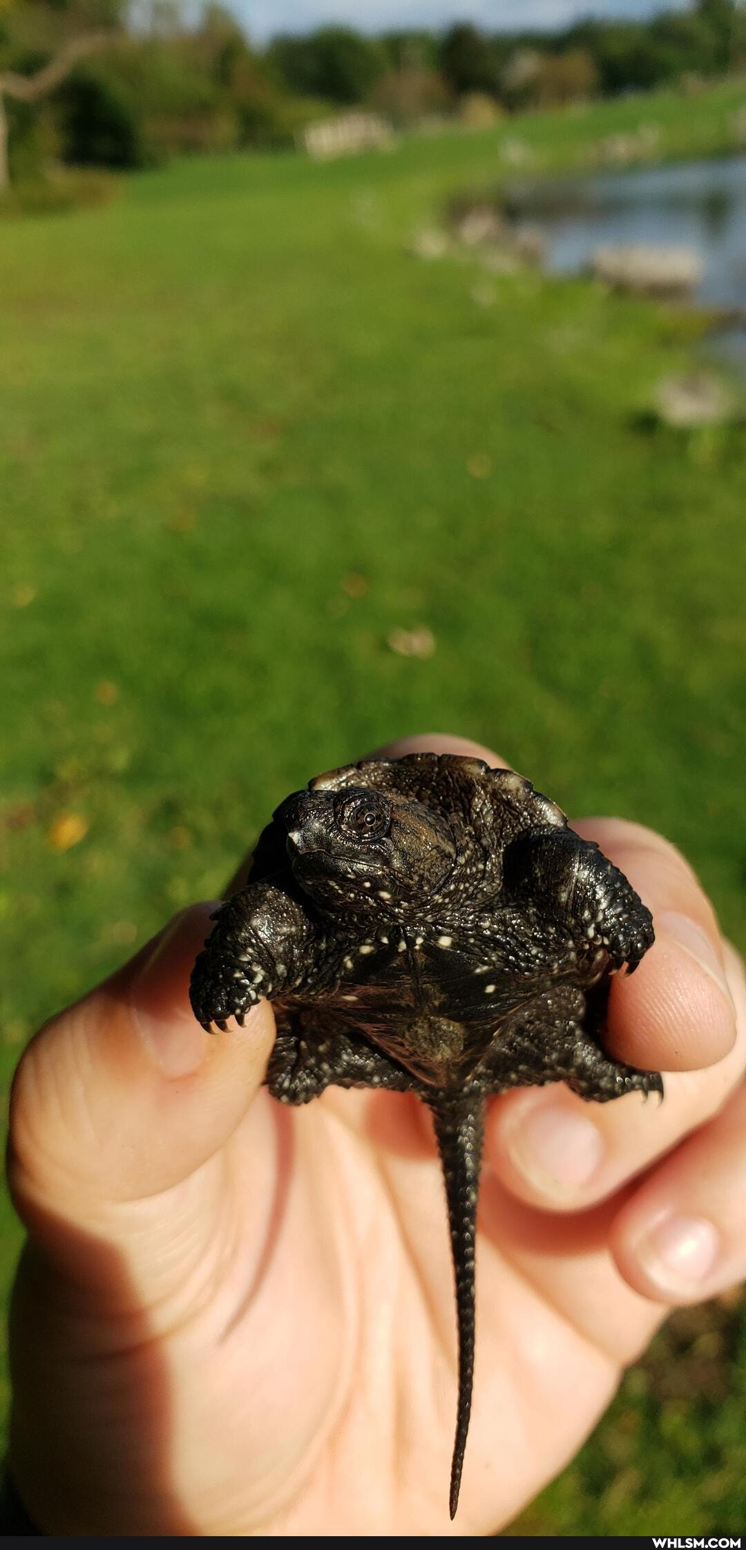 turtle, turtles, baby_animals