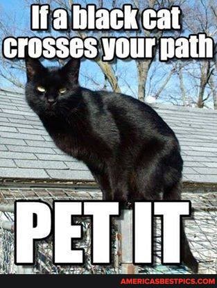 ifa black cat
Crosses your path
'DET IT.