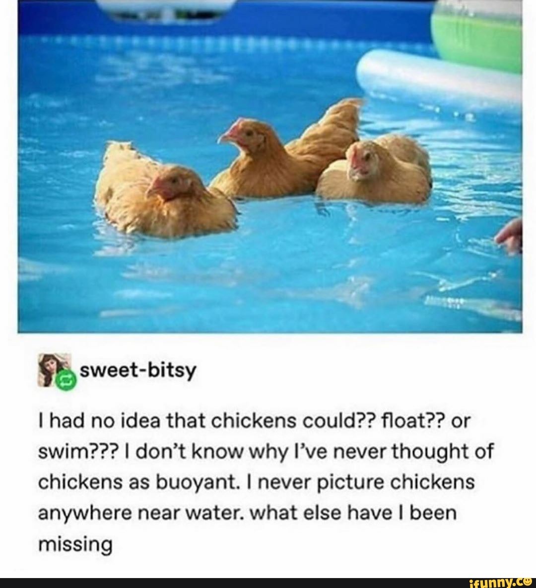 I had no idea that chickens could?? float?? or swim??? I don’t know why