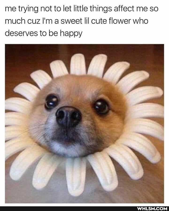 me trying not to let little things affect me so much cuz I'm a sweet lil cute flower who deserves to be happy