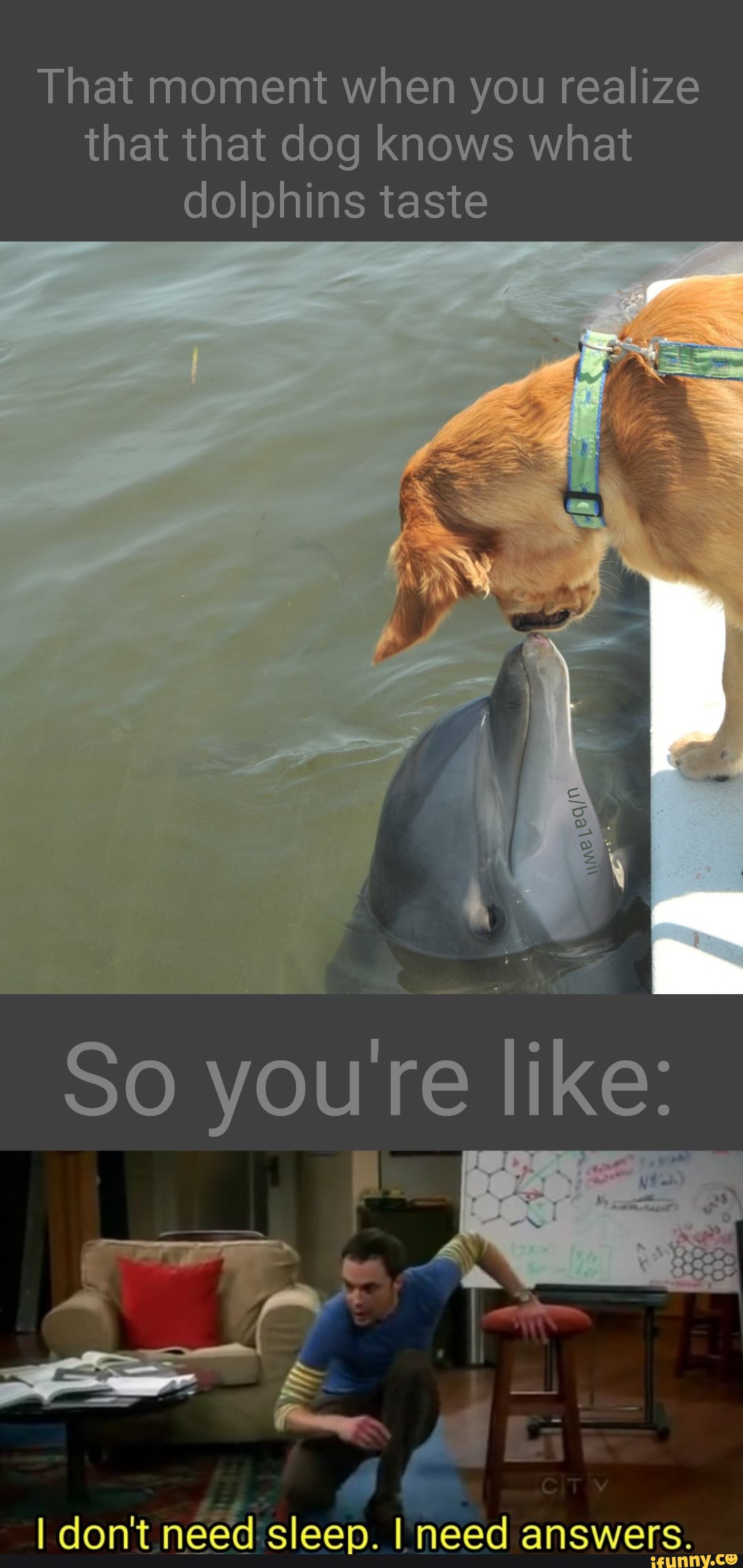 That moment when you realize that that dog knows what dolphins taste
So youre li