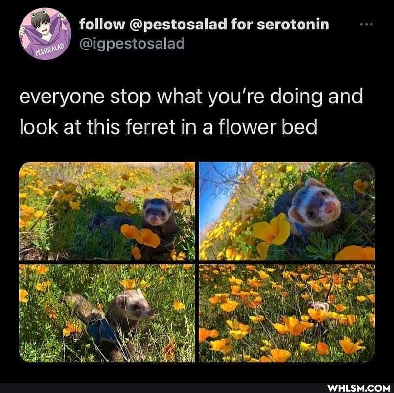 everyone stop what you're doing and look at this ferret in a flower bed