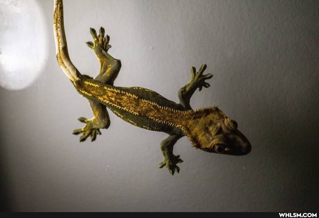 gecko
