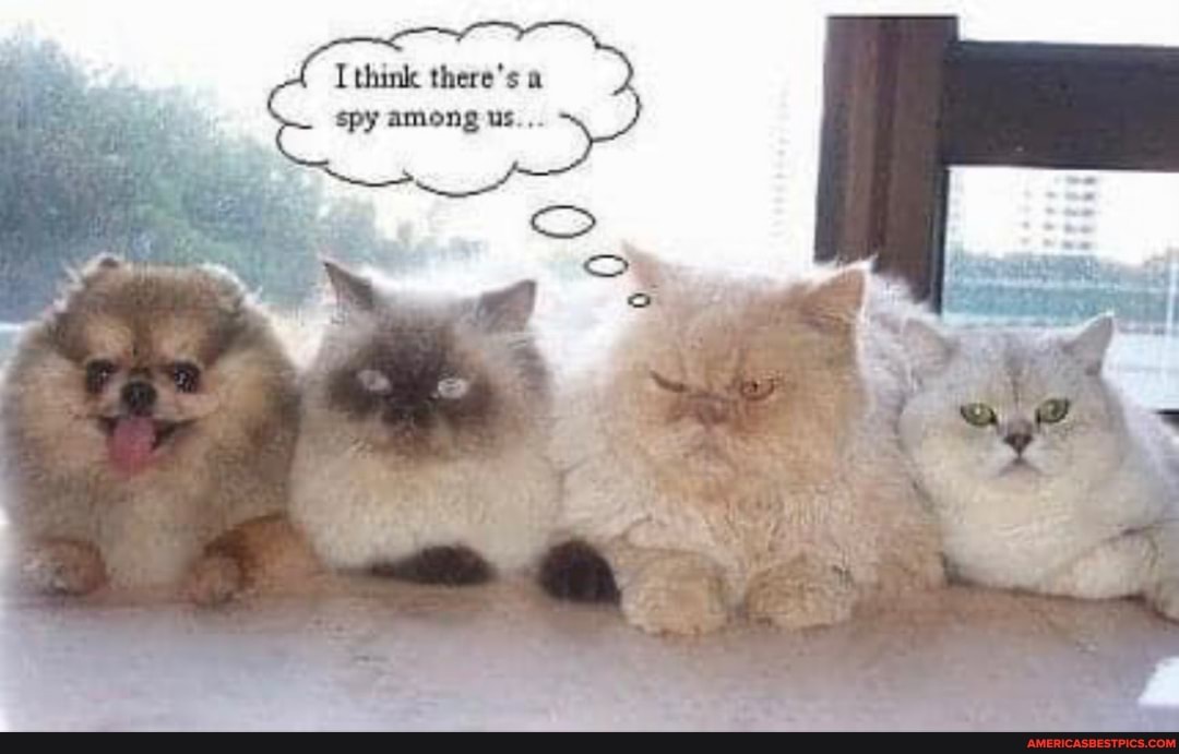 think there's a spy among us...