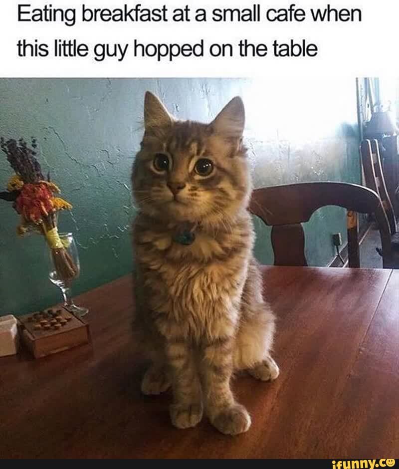 Eating breakfast at a small cafe when this littke guy hopped on the table