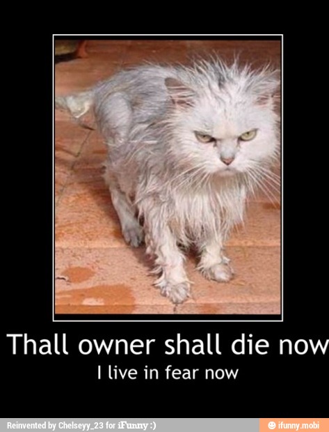 Thall owner shall die now
I live in fear now