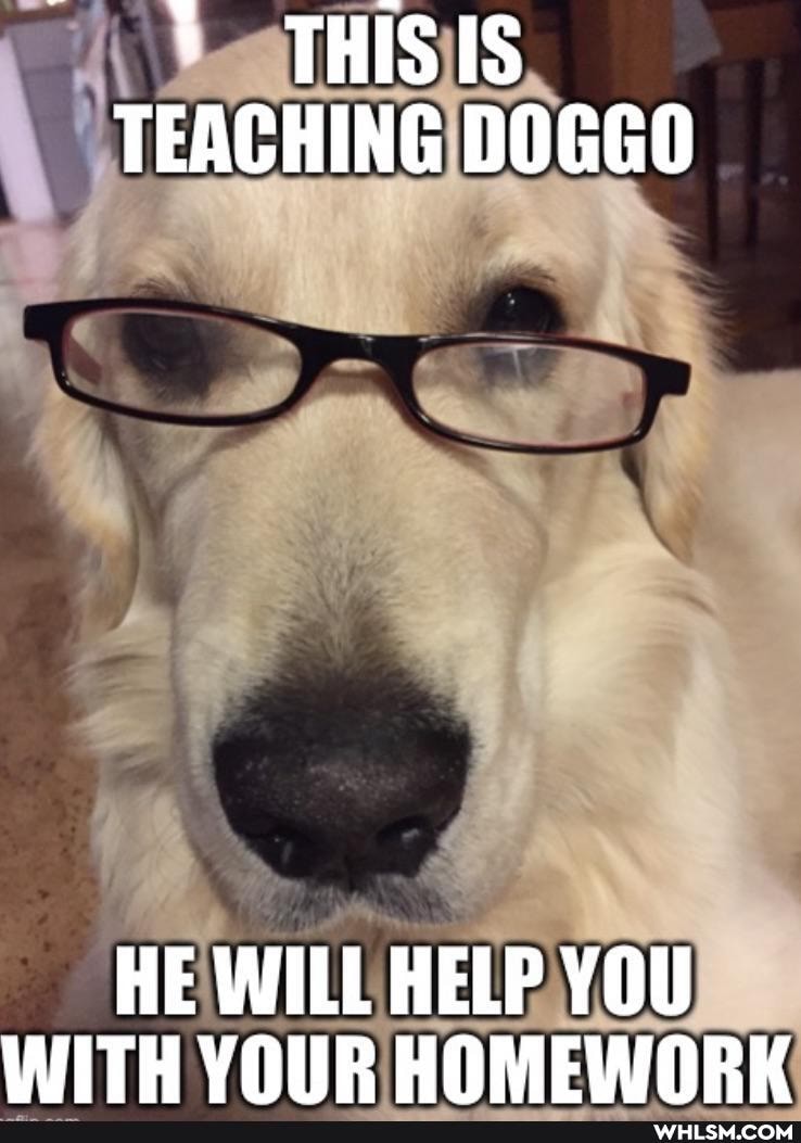 THIS IS TEACHING DOGGO
HE WILL HELP YOU WITH VOUR HOMEWORK