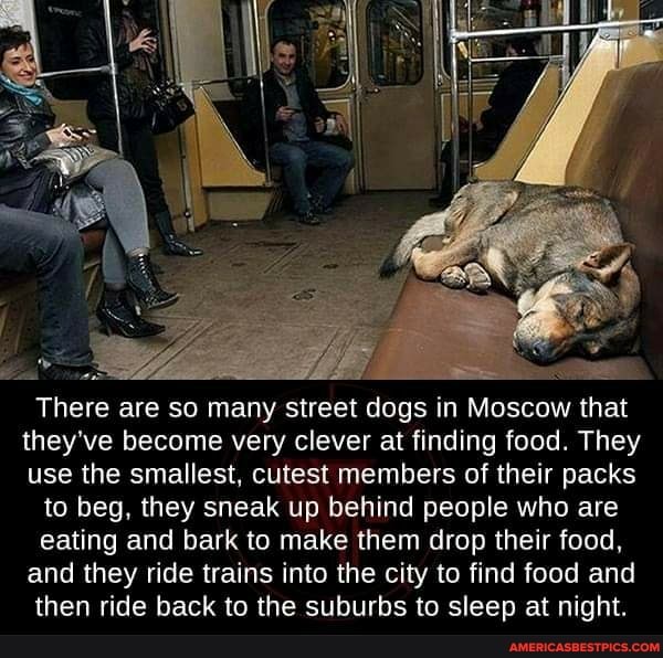 There are so many street dogs in Moscow that they've become very clever at finding food. They use the smallest, cutest members of their packs to beg, they sneak up behind people who are eating and bark to make them drop their food, and they ride trains into the city to find food and then ride back to the suburbs to sleep at night.