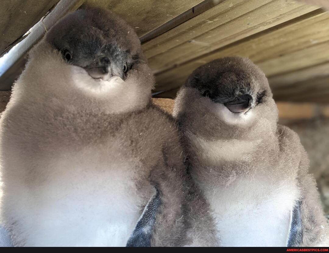 baby_animals, penguins, penguin, cute_animals