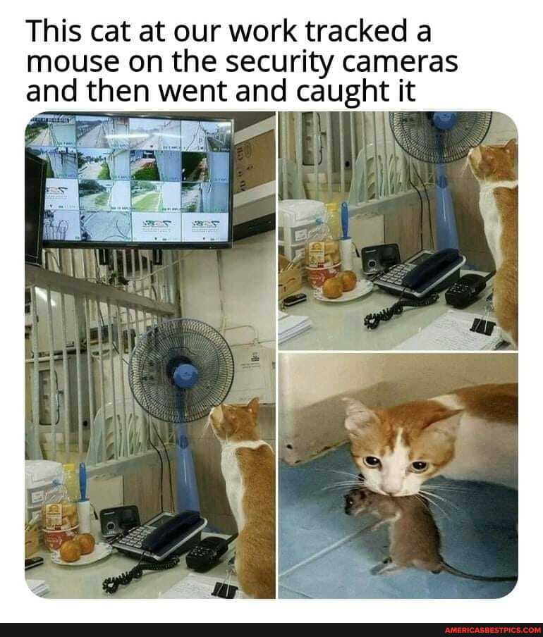This cat at our work tracked a mouse on the security cameras and then went and caught it