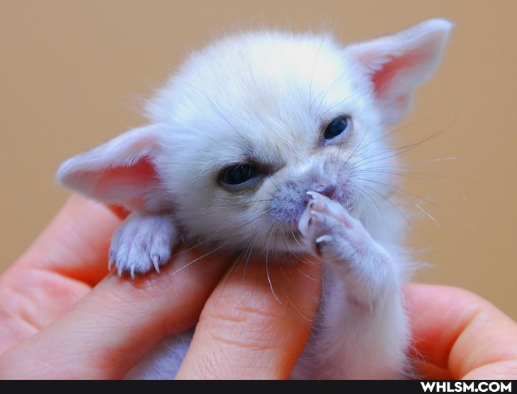 cute_animals