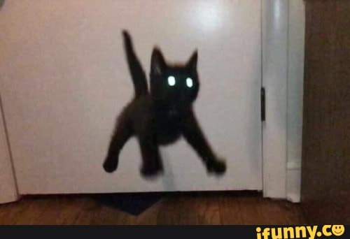 cat, jump, cursed_images