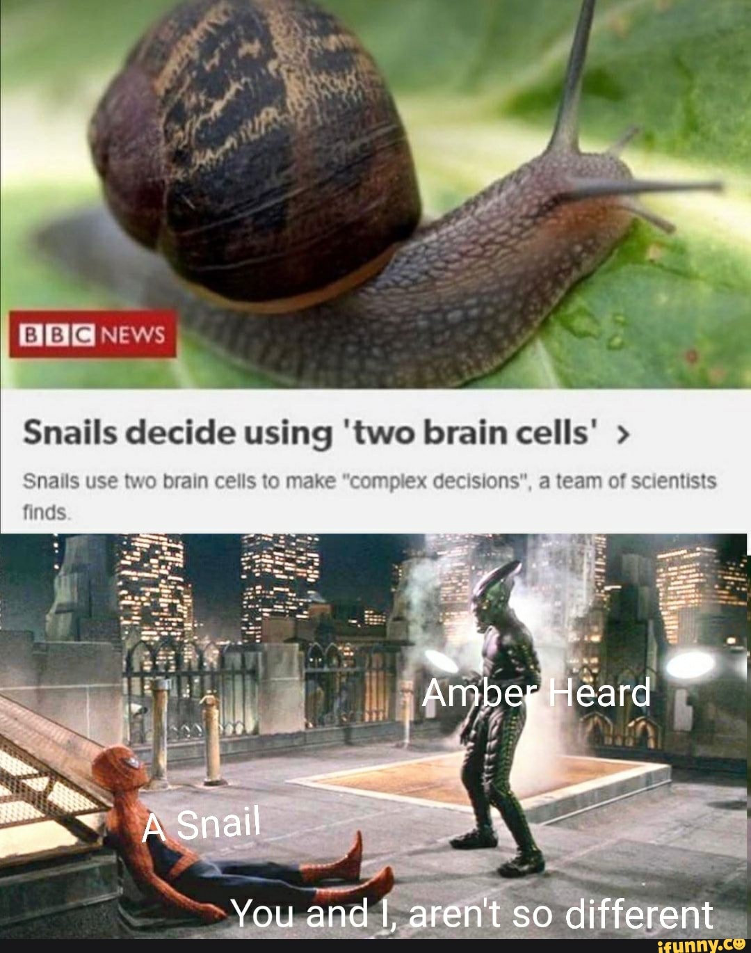 Snails decide using 'two brain cells' > Snails use two brain cells to