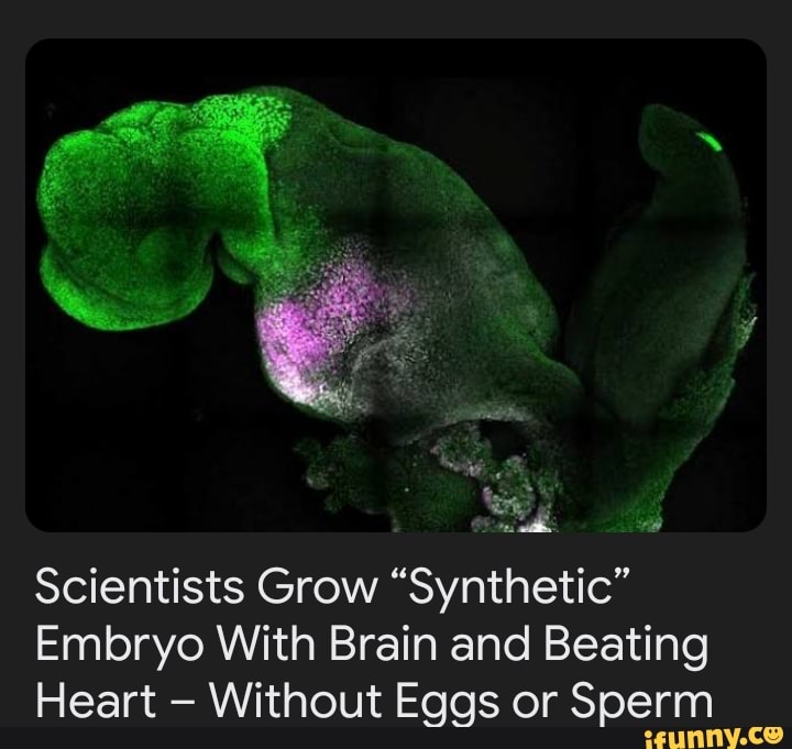 scientists-grow-synthetic-embryo-with-brain-and-beating-heart-without