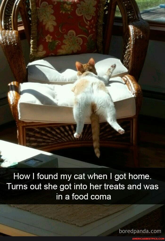 How I found my cat when I got home.
Turns out she got into her treats and was in a food coma
haradmanda