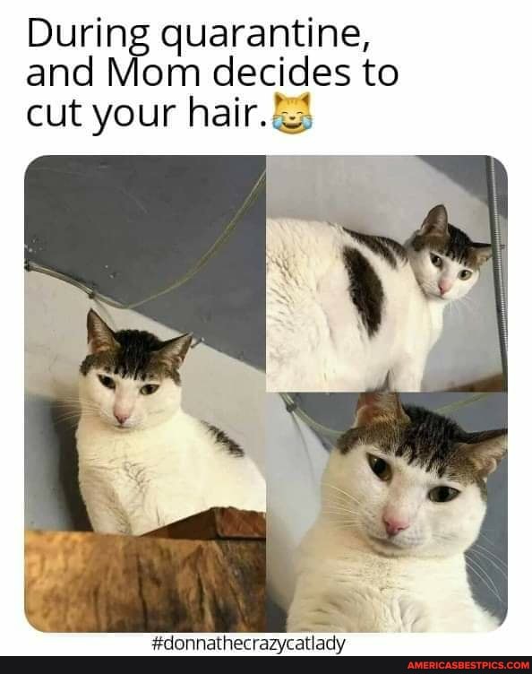 During quarantine, and Mom decides to cut your hair.
#donnathecrazycatlady