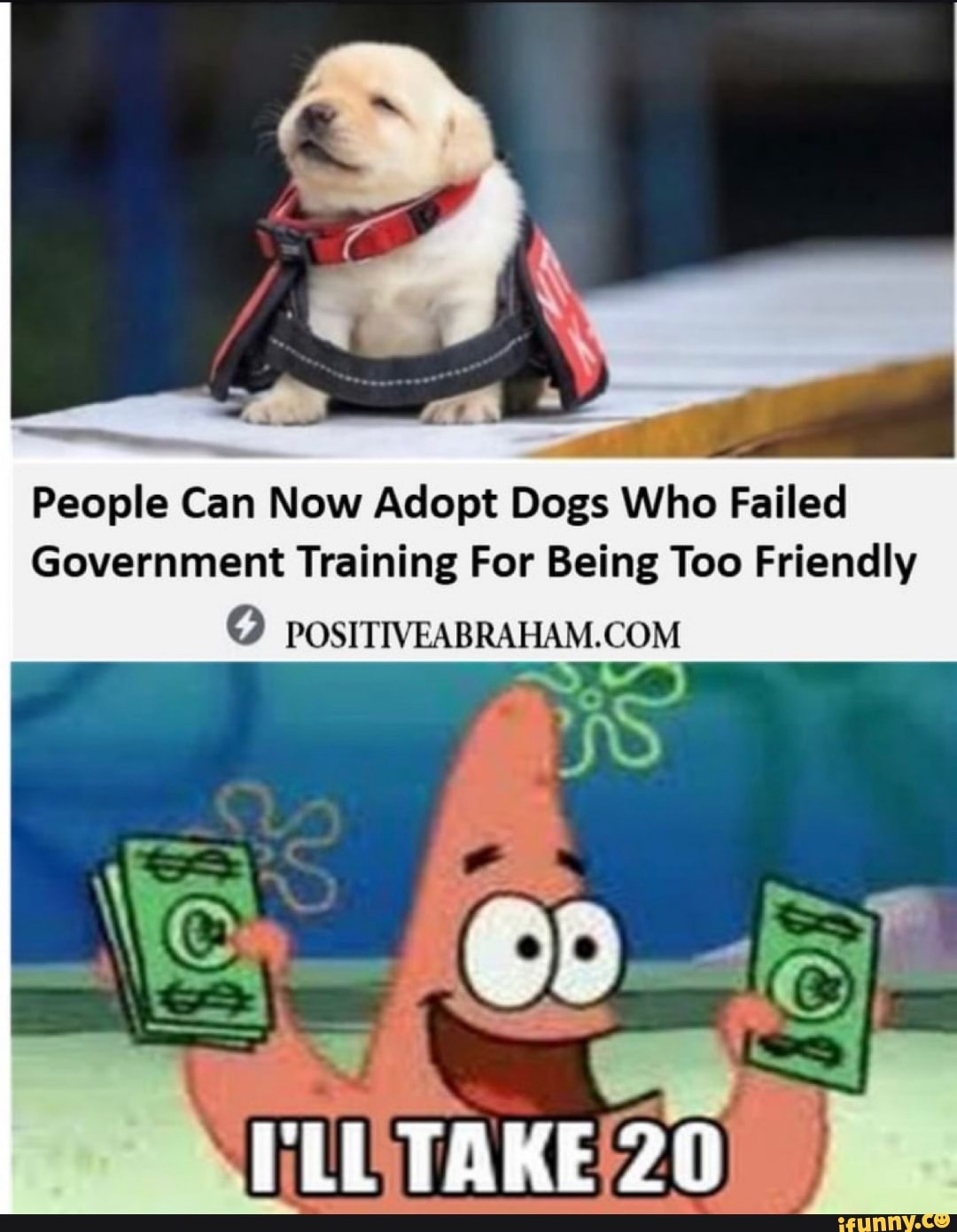 People Can Now Adopt Dogs Who Failed Government Training For Being Too