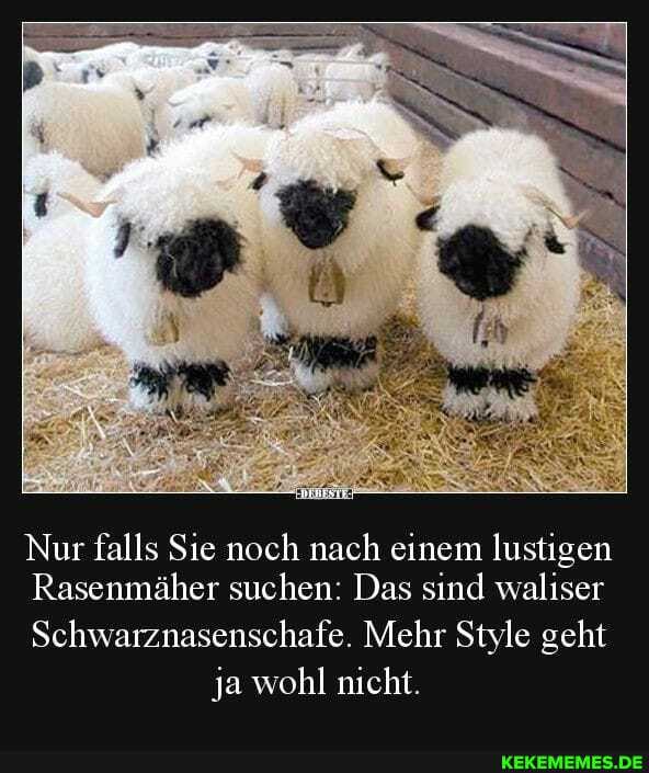 Nur falls Sie noch nach einem lustigen
Rasenmäher suchen: Das sind waliser
Schwarznasenschafe. Mehr Style geht ja wohl nicht.