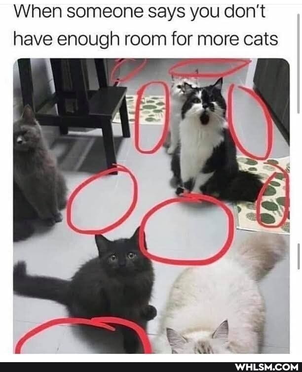 When someone says you don't have enough room for more cats