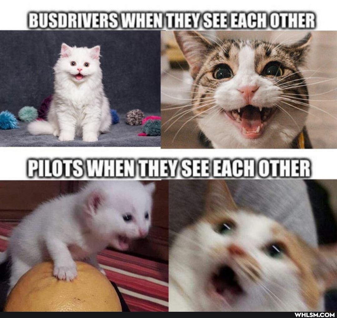 BUSDRIVERS WHEN THEY SEE EACH OTHER
WHEN THEY SEE EACH OTHER