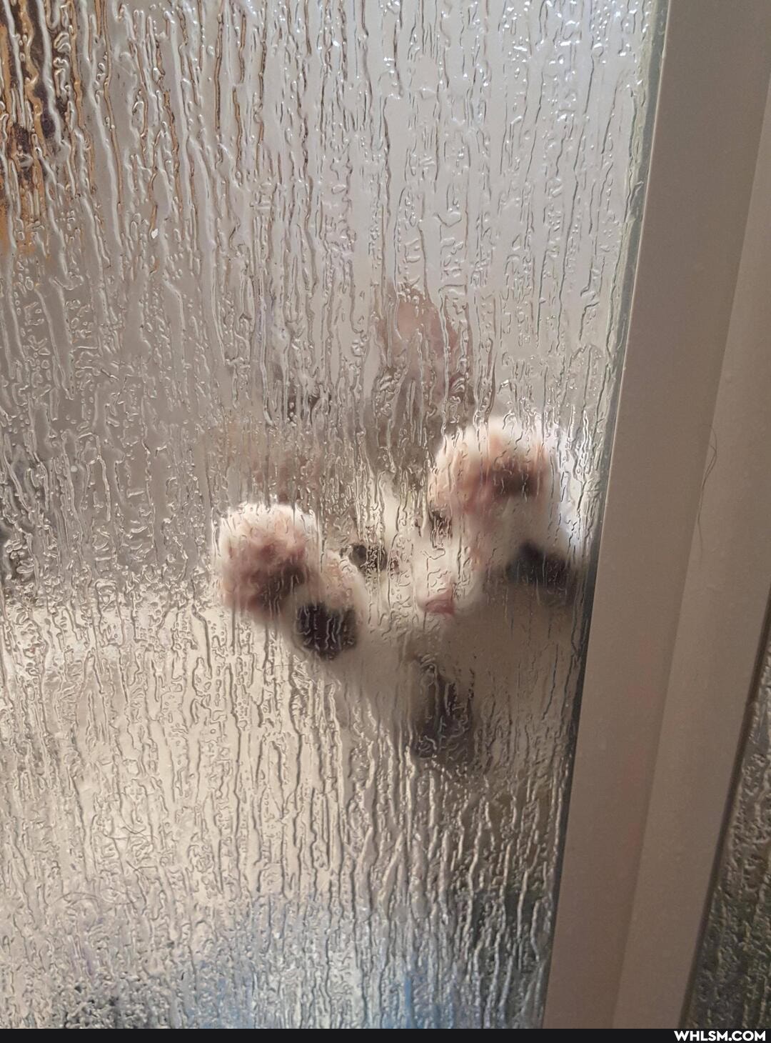 funny, cats, aww, funny_cats