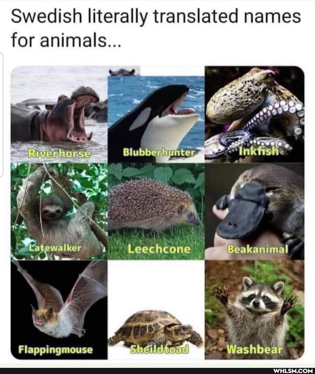Swedish literally translated names for animals...
Leechcone
Washbear
Flappingmouse