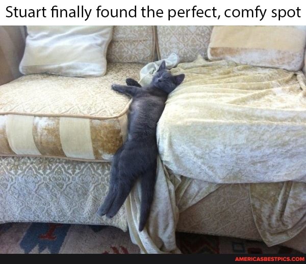 Stuart finally found the perfect, comfy spot