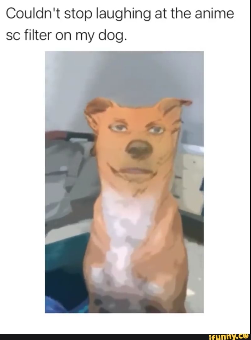 Couldn't stop laughing at the anime sc filter on my dog.