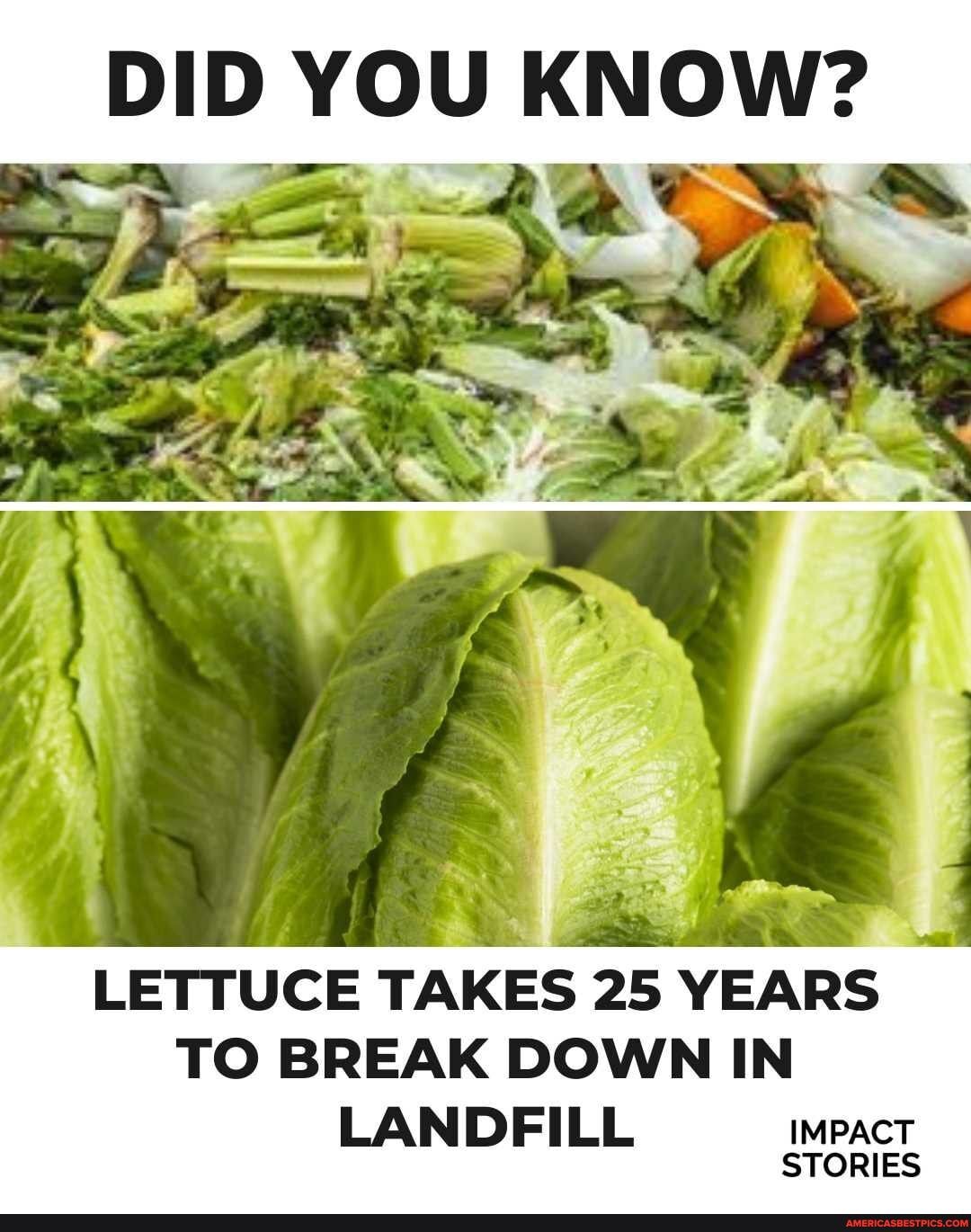 DID YOU KNOW? LETTUCE TAKES 25 YEARS TO BREAK DOWN IN LANDFILL IMPACT