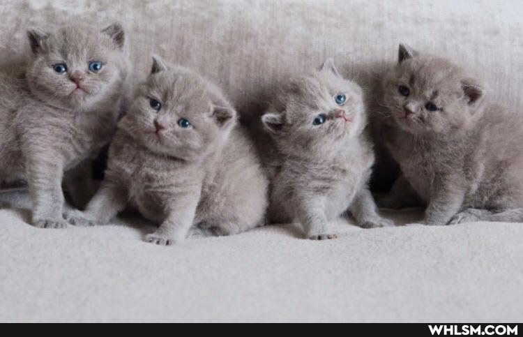 cat, cats, pets, caturday