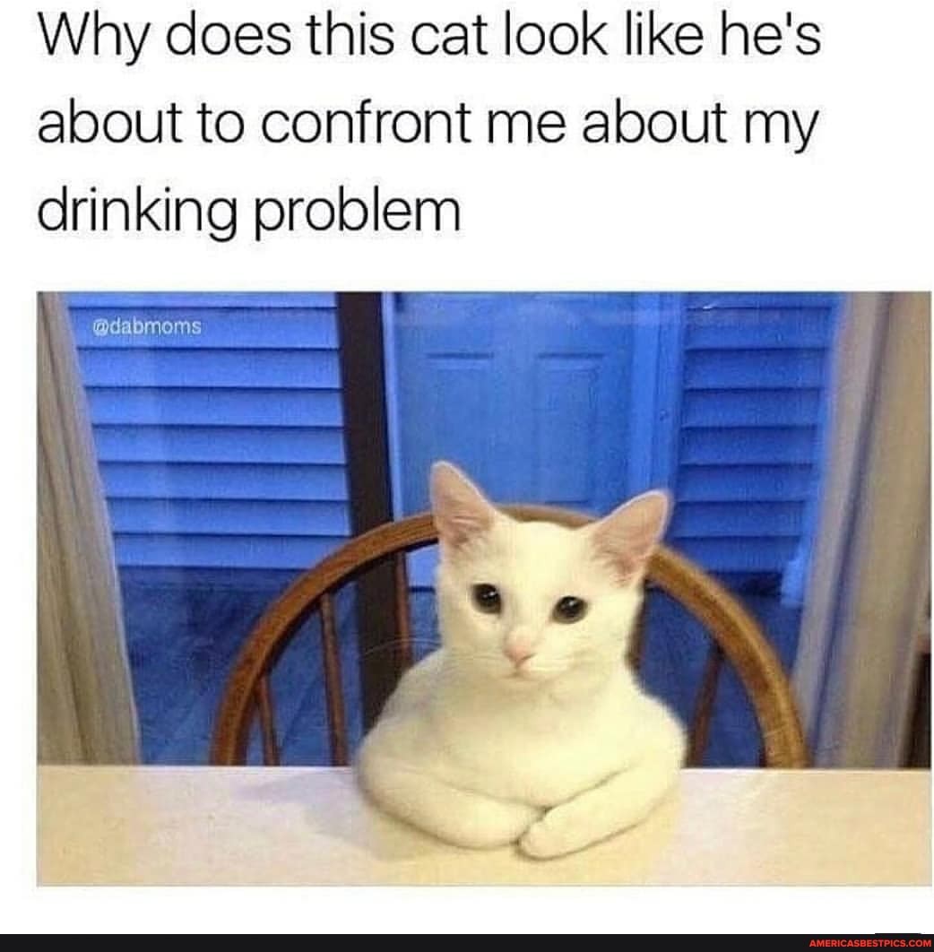 Why does this cat look like he's about to confront me about my drinking problem
@dabinoms