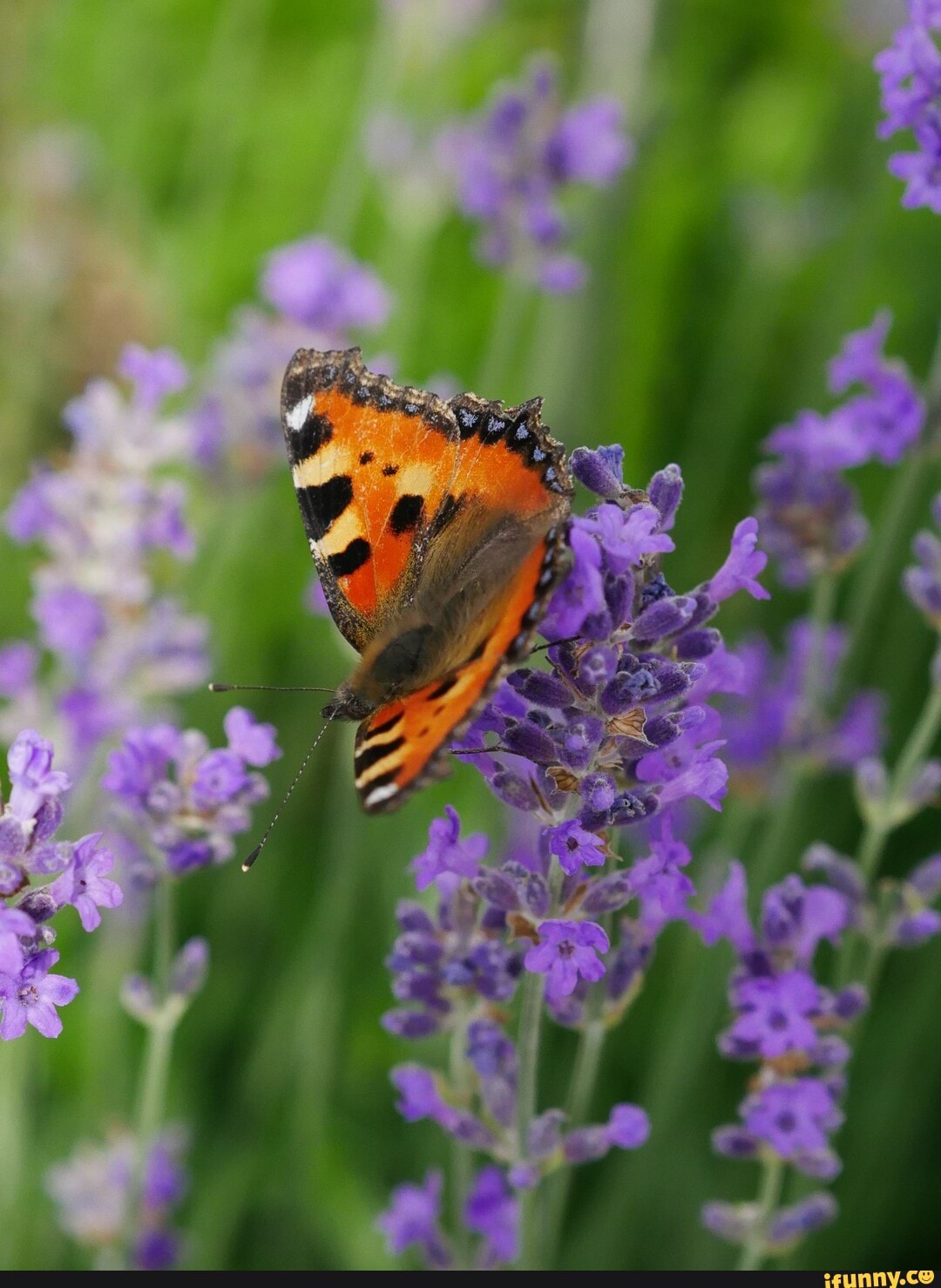 Macro_photography memes. Best Collection of funny Macro_photography