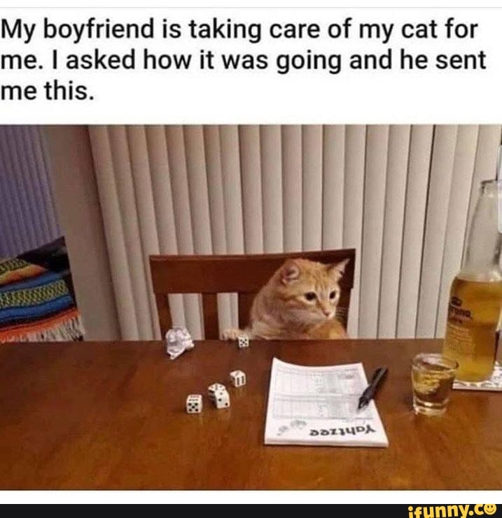 My boyfriend is taking care of my cat for me. I asked how it was going and he sent me this.