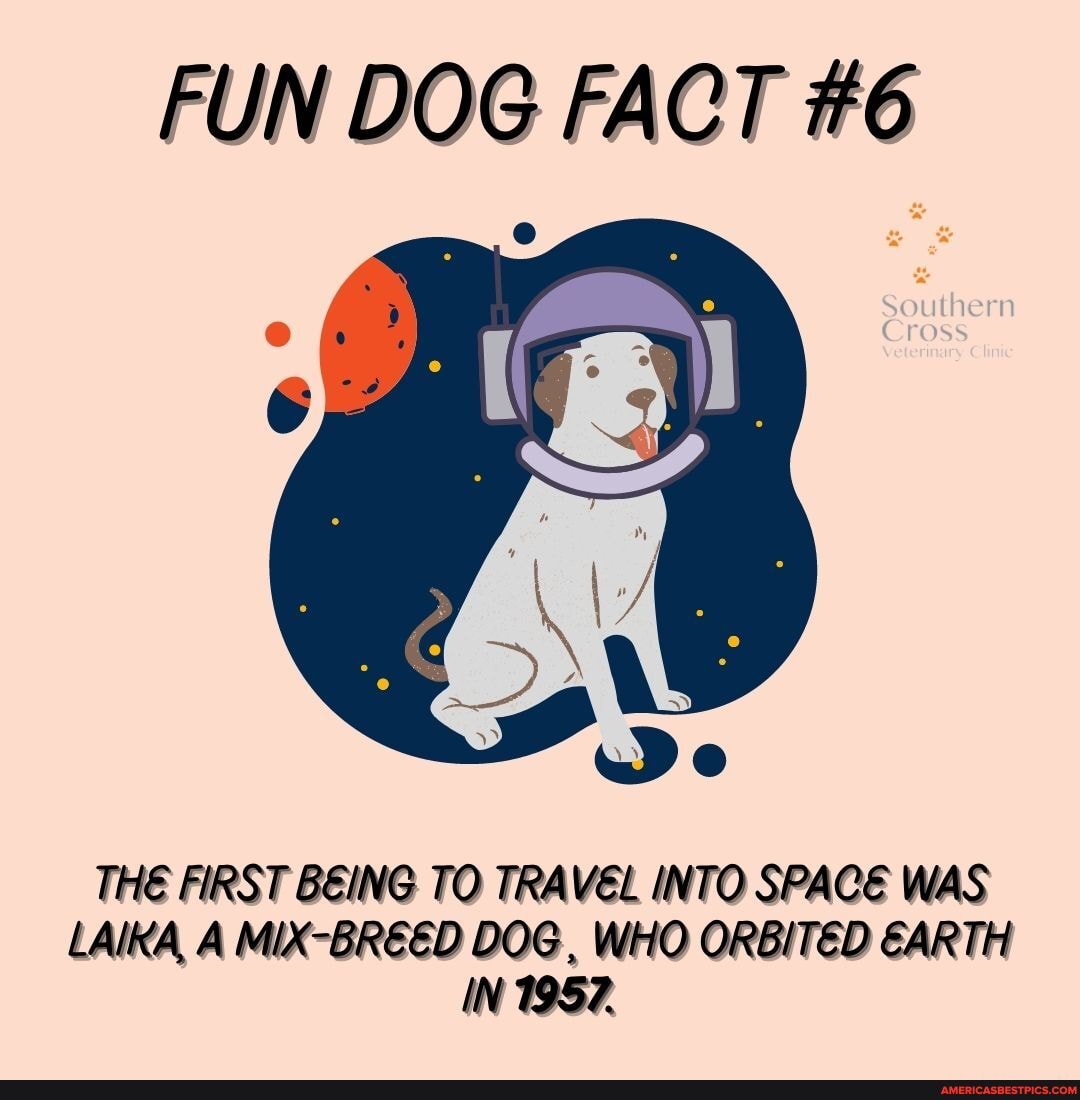 What Breed Was The First Dog In Space