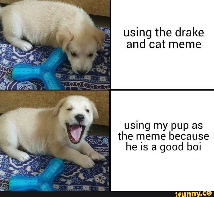 using the drake and cat meme
using my pup as
I the meme because he is a good boi